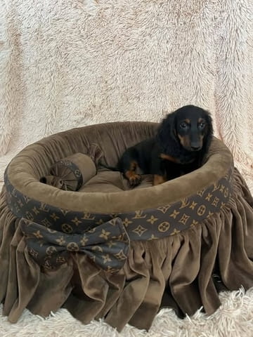 Дългокосмести джуджешки дакели Longhair Dachshund, 2 Months, Vaccinated - Yes - city of Izvun Bulgaria | Dogs - снимка 5