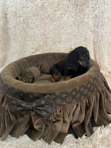 Дългокосмести джуджешки дакели Longhair Dachshund, 2 Months, Vaccinated - Yes - city of Izvun Bulgaria | Dogs - снимка 6