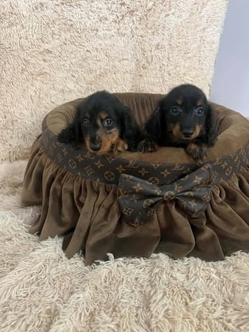 Дългокосмести джуджешки дакели Longhair Dachshund, 2 Months, Vaccinated - Yes - city of Izvun Bulgaria | Dogs - снимка 7