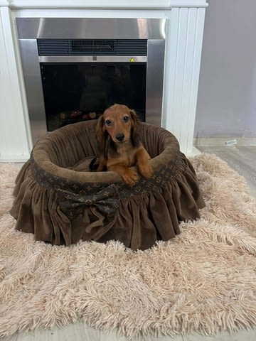 Дългокосмести джуджешки дакели Longhair Dachshund, 2 Months, Vaccinated - Yes - city of Izvun Bulgaria | Dogs - снимка 8