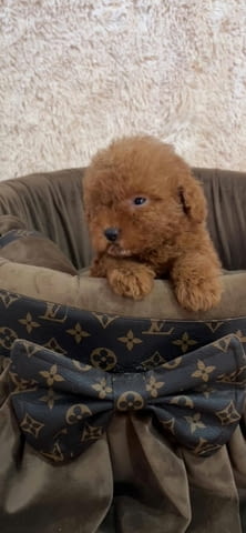Екстра малки червени той пудели Toy Poodle, 2 Months, Vaccinated - Yes - city of Izvun Bulgaria | Dogs - снимка 1