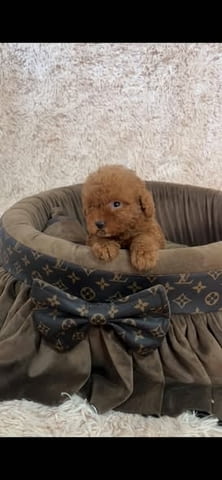 Екстра малки червени той пудели Toy Poodle, 2 Months, Vaccinated - Yes - city of Izvun Bulgaria | Dogs - снимка 2