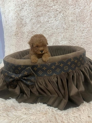 Екстра малки червени той пудели Toy Poodle, 2 Months, Vaccinated - Yes - city of Izvun Bulgaria | Dogs - снимка 3