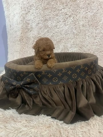 Екстра малки червени той пудели Toy Poodle, 2 Months, Vaccinated - Yes - city of Izvun Bulgaria | Dogs - снимка 4