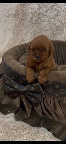 Екстра малки червени той пудели Toy Poodle, 2 Months, Vaccinated - Yes - city of Izvun Bulgaria | Dogs - снимка 5