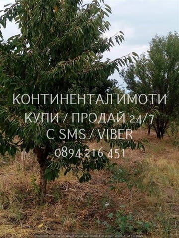 Код 70026. Кодк 70026. Черешова градина 3100м2, на около 1км преди селото, до канал за поливане с мн - снимка 5