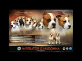 Американски стафордширски териер – кученца