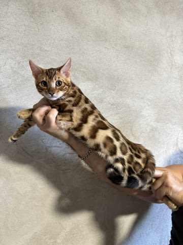 Бенгалски котенца Бенгалска, 3 месеца, Ваксина - Да - град Варна | Котки - снимка 1