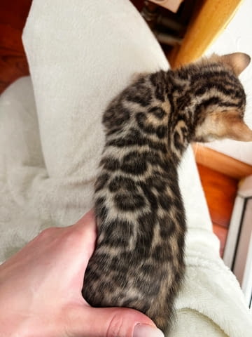 Бенгалски котенца Бенгалска, 3 месеца, Ваксина - Да - град Варна | Котки - снимка 2