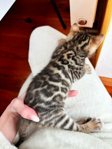 Бенгалски котенца Бенгалска, 3 месеца, Ваксина - Да - град Варна | Котки - снимка 3