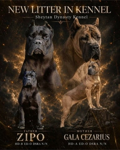 Cane Corso красиви кученца Канекорсо, Ваксинирано - Да, Обезпаразитено - Да - град Извън България | Кучета - снимка 1