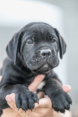 Cane Corso красиви кученца Канекорсо, Ваксинирано - Да, Обезпаразитено - Да - град Извън България | Кучета - снимка 2