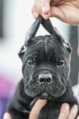 Cane Corso красиви кученца Канекорсо, Ваксинирано - Да, Обезпаразитено - Да - град Извън България | Кучета - снимка 3