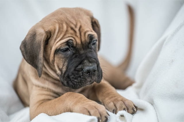 Cane Corso красиви кученца Канекорсо, Ваксинирано - Да, Обезпаразитено - Да - град Извън България | Кучета - снимка 4