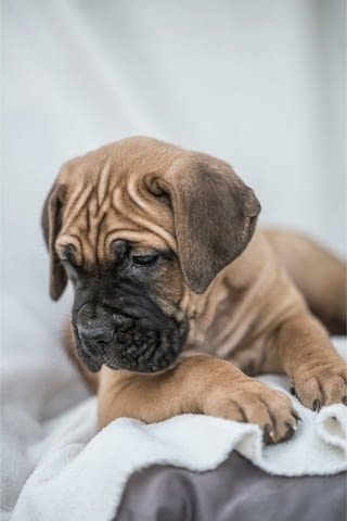 Cane Corso красиви кученца Канекорсо, Ваксинирано - Да, Обезпаразитено - Да - град Извън България | Кучета - снимка 5