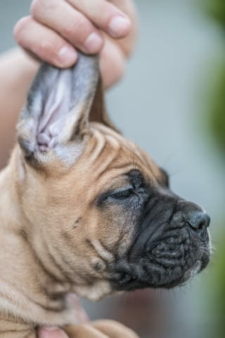 Cane Corso красиви кученца Канекорсо, Ваксинирано - Да, Обезпаразитено - Да - град Извън България | Кучета - снимка 6
