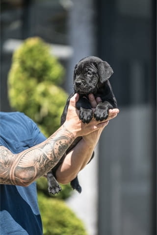 Cane Corso красиви кученца Канекорсо, Ваксинирано - Да, Обезпаразитено - Да - град Извън България | Кучета - снимка 7