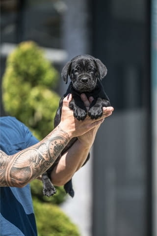 Cane Corso красиви кученца Канекорсо, Ваксинирано - Да, Обезпаразитено - Да - град Извън България | Кучета - снимка 8