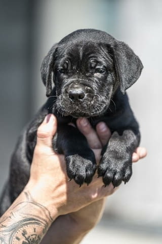 Cane Corso красиви кученца Канекорсо, Ваксинирано - Да, Обезпаразитено - Да - град Извън България | Кучета - снимка 9