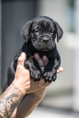 Cane Corso красиви кученца Канекорсо, Ваксинирано - Да, Обезпаразитено - Да - град Извън България | Кучета - снимка 10