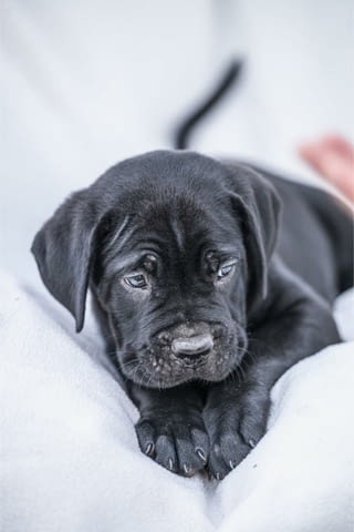 Cane Corso красиви кученца Канекорсо, Ваксинирано - Да, Обезпаразитено - Да - град Извън България | Кучета - снимка 11