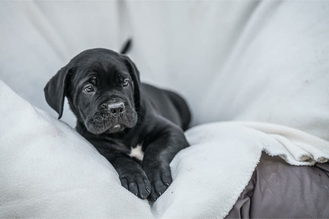 Cane Corso красиви кученца Канекорсо, Ваксинирано - Да, Обезпаразитено - Да - град Извън България | Кучета - снимка 12