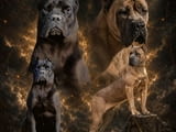 Cane Corso красиви кученца