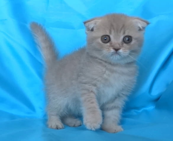 Шотландски клепоухи котенца Scottish Lop-eared, 2 Months - city of Sofia | Cats - снимка 3