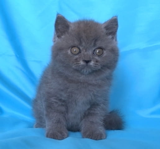 Шотландски клепоухи котенца Scottish Lop-eared, 2 Months - city of Sofia | Cats - снимка 4