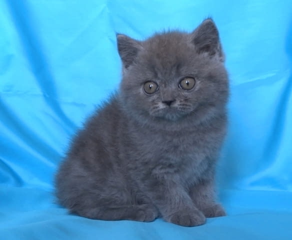 Шотландски клепоухи котенца Scottish Lop-eared, 2 Months - city of Sofia | Cats - снимка 5