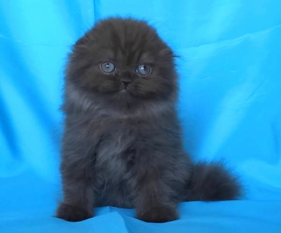 Шотландски клепоухи котенца Scottish Lop-eared, 2 Months - city of Sofia | Cats - снимка 6