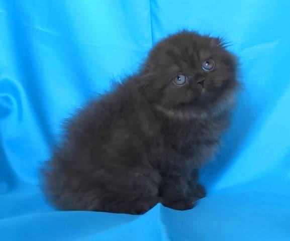 Шотландски клепоухи котенца Scottish Lop-eared, 2 Months - city of Sofia | Cats - снимка 7