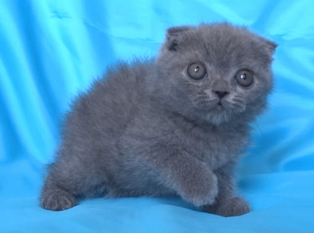 Шотландски клепоухи котенца Scottish Lop-eared, 2 Months - city of Sofia | Cats - снимка 8