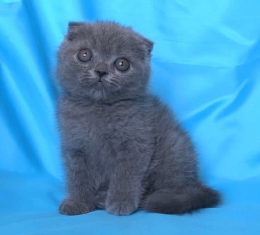 Шотландски клепоухи котенца Scottish Lop-eared, 2 Months - city of Sofia | Cats - снимка 9