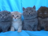 Шотландски клепоухи котенца