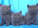 Чистокръвни Британски късокосмести котенца