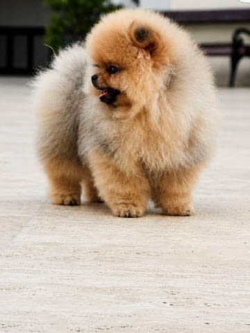 Ексклузивни померани от топ бразилска кръвна линия Pomeranian, Vaccinated - Yes - city of Sofia | Dogs - снимка 1