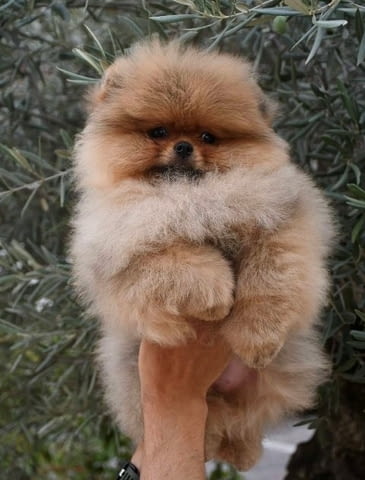 Ексклузивни померани от топ бразилска кръвна линия Pomeranian, Vaccinated - Yes - city of Sofia | Dogs - снимка 2
