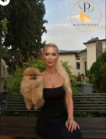 Ексклузивни померани от топ бразилска кръвна линия Pomeranian, Vaccinated - Yes - city of Sofia | Dogs - снимка 3