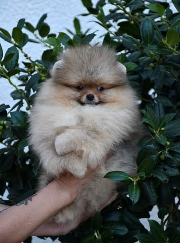 Ексклузивни померани от топ бразилска кръвна линия Pomeranian, Vaccinated - Yes - city of Sofia | Dogs - снимка 4