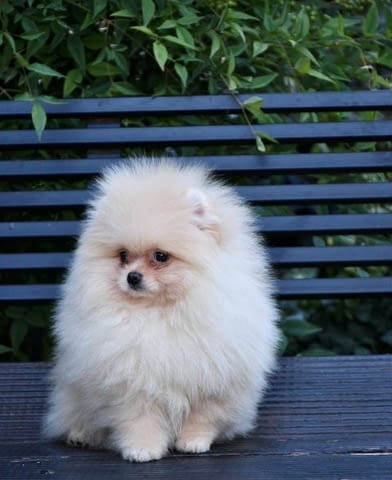 Ексклузивни померани от топ бразилска кръвна линия Pomeranian, Vaccinated - Yes - city of Sofia | Dogs - снимка 5