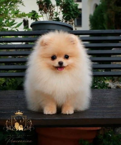 Ексклузивни померани от топ бразилска кръвна линия Pomeranian, Vaccinated - Yes - city of Sofia | Dogs - снимка 6