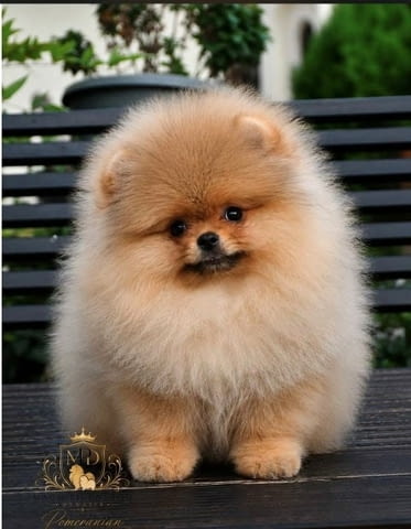 Ексклузивни померани от топ бразилска кръвна линия Pomeranian, Vaccinated - Yes - city of Sofia | Dogs - снимка 7