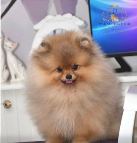 Ексклузивни померани от топ бразилска кръвна линия Pomeranian, Vaccinated - Yes - city of Sofia | Dogs - снимка 8
