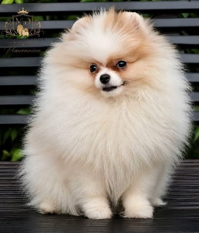 Ексклузивни померани от топ бразилска кръвна линия Pomeranian, Vaccinated - Yes - city of Sofia | Dogs - снимка 9