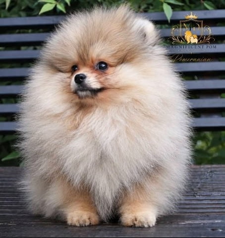 Ексклузивни померани от топ бразилска кръвна линия Pomeranian, Vaccinated - Yes - city of Sofia | Dogs - снимка 10