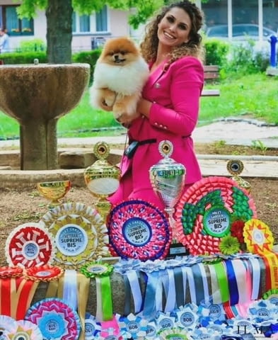 Ексклузивни померани от топ бразилска кръвна линия Pomeranian, Vaccinated - Yes - city of Sofia | Dogs - снимка 11