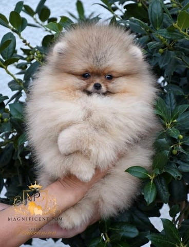 Ексклузивни померани от топ бразилска кръвна линия Pomeranian, Vaccinated - Yes - city of Sofia | Dogs - снимка 12
