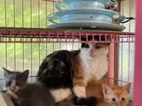 Открадната котка