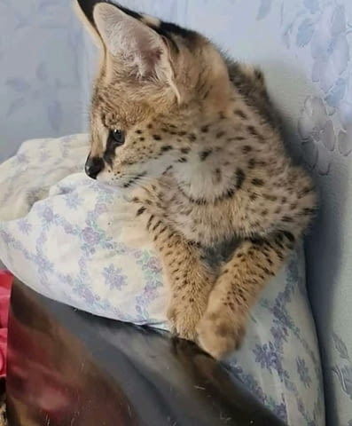 Предлагат се малки сервали Bengal, 3 Months, Vaccine - Yes - city of Sofia | Cats - снимка 1